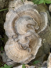Trametes