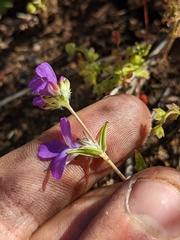 Collinsia concolor