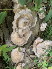 Trametes