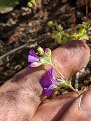 Collinsia concolor