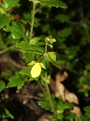 Calceolaria mexicana