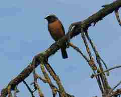 Phoenicurus phoenicurus