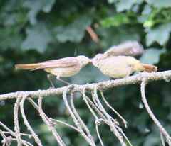 Phoenicurus phoenicurus