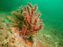 Astrogorgia sinensis