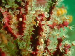 Astrogorgia sinensis