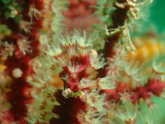 Astrogorgia sinensis