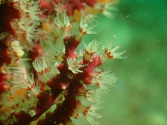 Astrogorgia sinensis