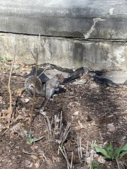 Sciurus carolinensis