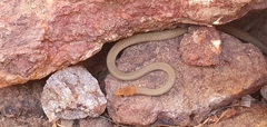 Demansia quaesitor