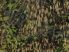 Carpinus kawakamii