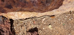 Demansia quaesitor