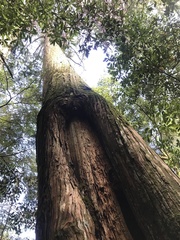 Chamaecyparis formosensis