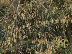 Carpinus kawakamii