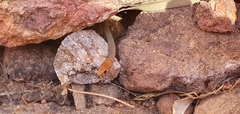 Demansia quaesitor