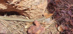 Demansia quaesitor
