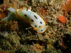 Chromodoris orientalis