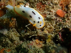 Chromodoris orientalis