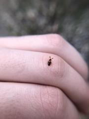 Phymaphora pulchella