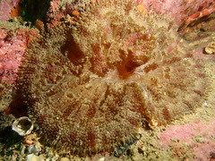 Stichodactyla tapetum