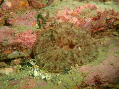 Stichodactyla tapetum