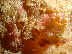 Stichodactyla tapetum