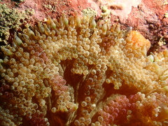 Stichodactyla tapetum