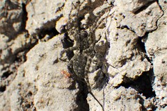 Pardosa groenlandica