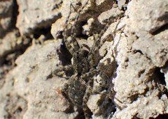 Pardosa groenlandica