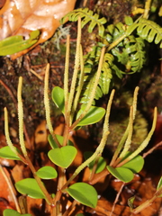 Peperomia hylophila