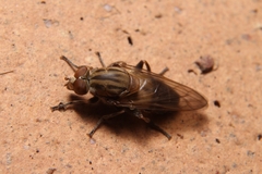 Brachyopa vacua
