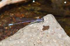 Argia hinei