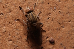 Brachyopa vacua