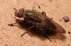 Brachyopa vacua