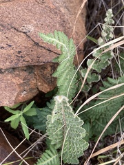 Asplenium cordatum
