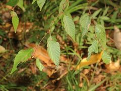 Carpinus kawakamii