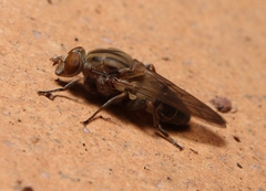 Brachyopa vacua