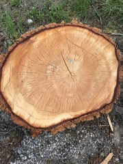 Pseudotsuga