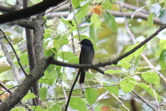 Cyornis hainanus