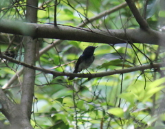 Cyornis hainanus