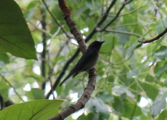 Cyornis hainanus