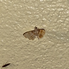 Sufetula diminutalis