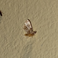 Sufetula diminutalis
