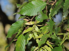 Carpinus kawakamii