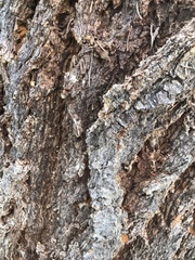 Pseudotsuga