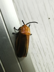 Endobrachys revocans