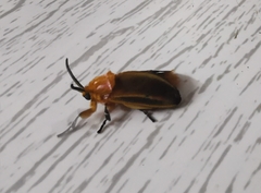 Endobrachys revocans