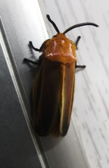 Endobrachys revocans