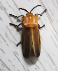 Endobrachys revocans