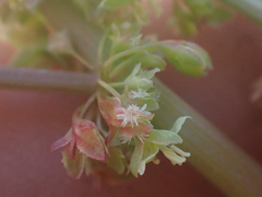 Rumex californicus