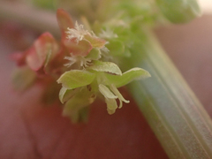 Rumex californicus